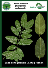 Saba senegalensis