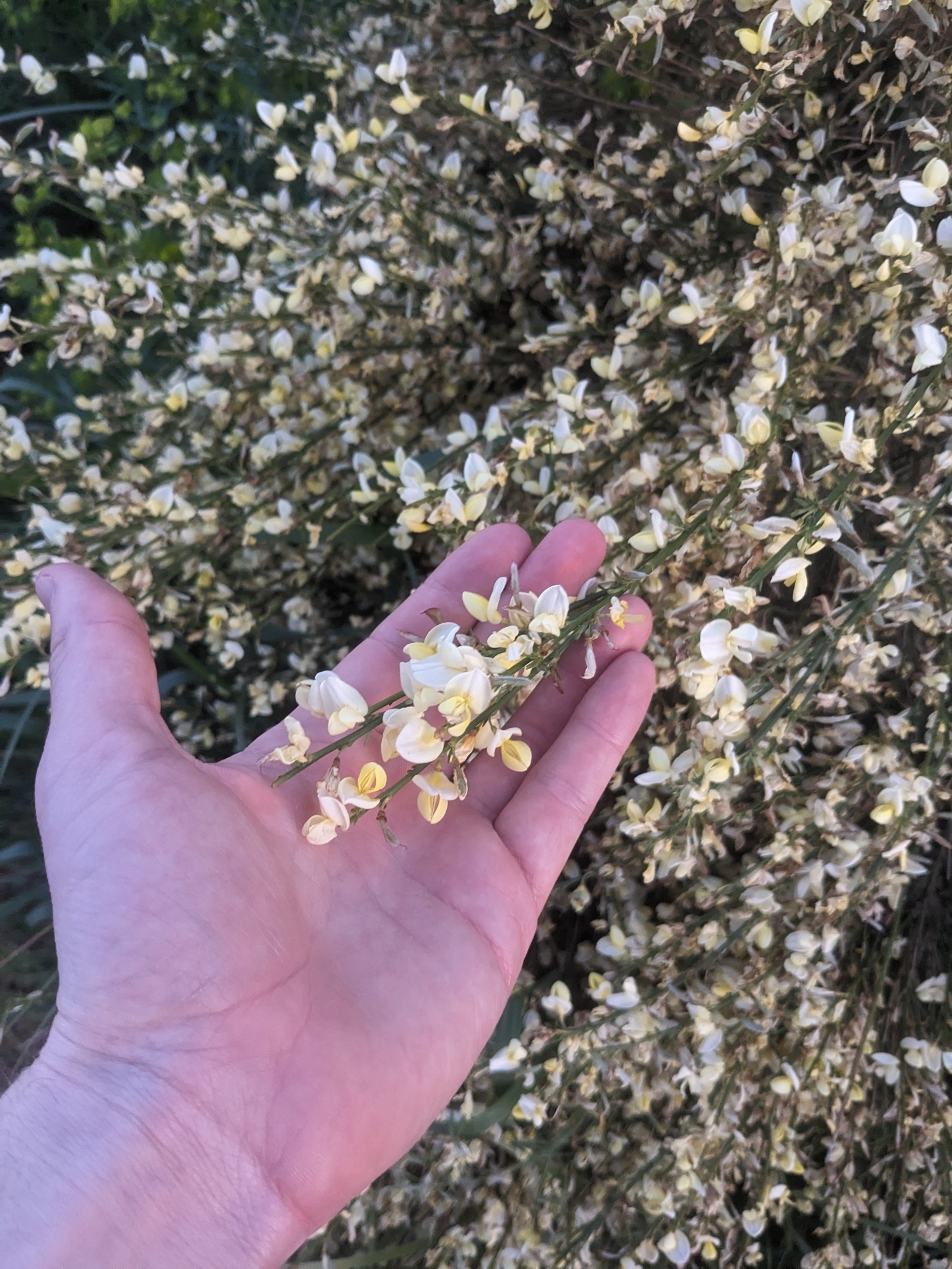 Warminster Broom (Cytisus ×)
