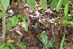 Holcosus leptophrys
