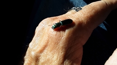 Temnoscheila virescens