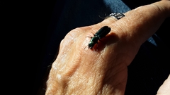 Temnoscheila virescens