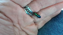 Temnoscheila virescens