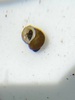 Frest’s Pebblesnail - Photo (c) gdickson, some rights reserved (CC BY-NC)