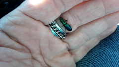 Temnoscheila virescens