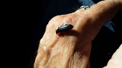 Temnoscheila virescens