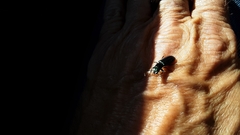 Temnoscheila virescens