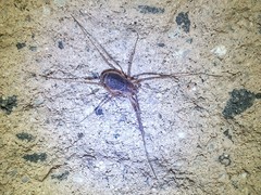 Protolophus cockerelli