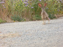 Lepus californicus bennettii