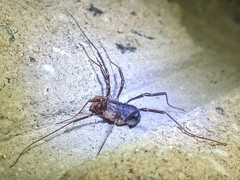 Protolophus cockerelli