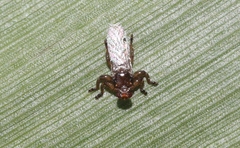 Lipoptena depressa