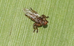 Lipoptena depressa