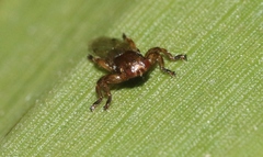 Lipoptena depressa
