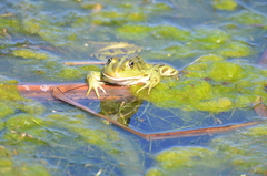 Pelophylax bedriagae
