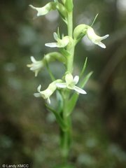 Benthamia nigrescens