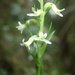 Benthamia nigrescens - Photo (c) Landy Rita, some rights reserved (CC BY-NC), uploaded by Landy Rita