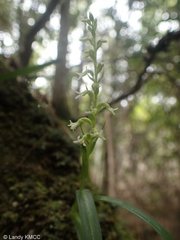 Benthamia nigrescens