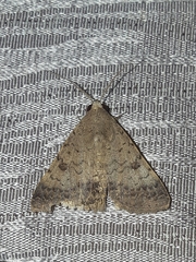 Pandesma