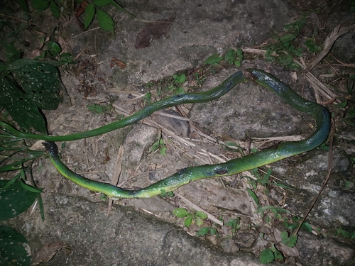 Chinese Green Snake