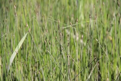 Eleocharis compressa