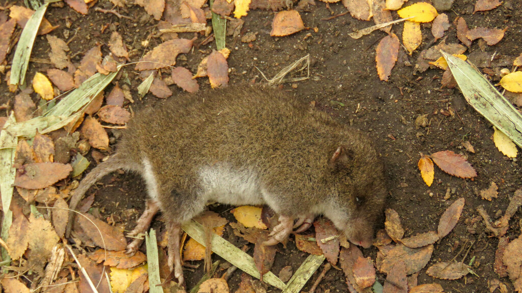 Valdivian Long-clawed Akodont