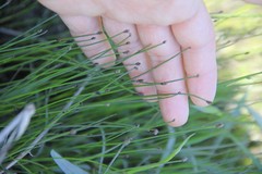 Eleocharis compressa