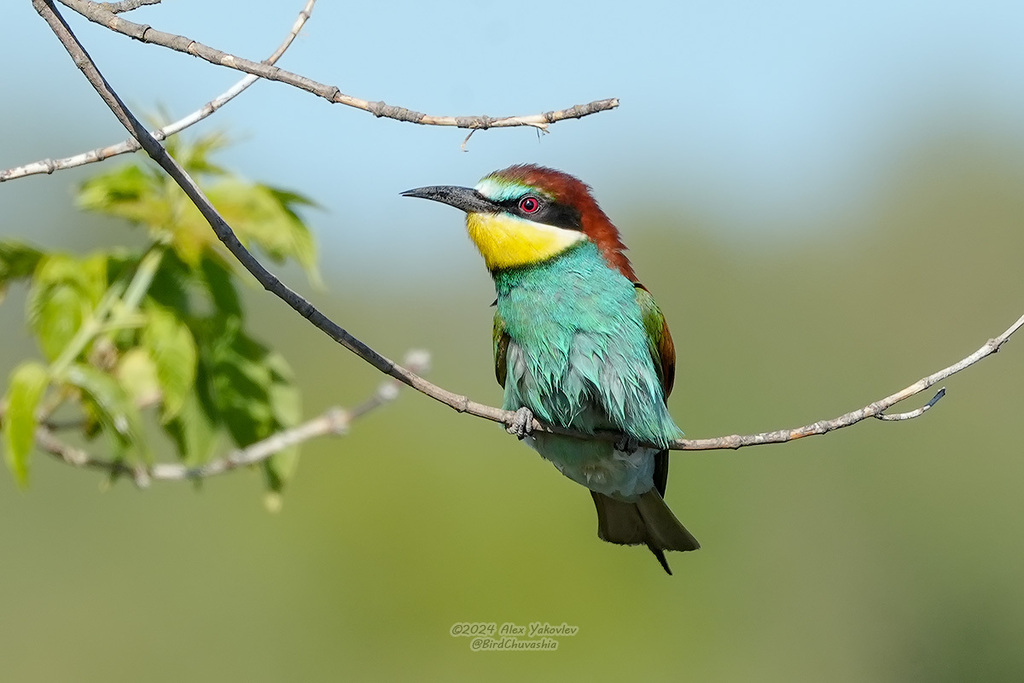 iNaturalist.org. А. Яковлев, Алатырский р-н Чувашия, май 2024