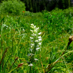 Platanthera dilatata leucostachys