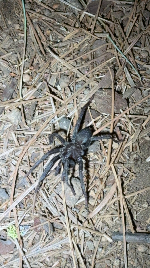 False Tarantula from Calaveras Big Trees, Calveras Big Trees State Park ...