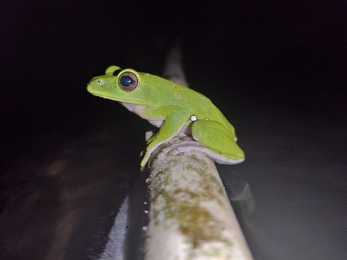 Chinese Flying Frog