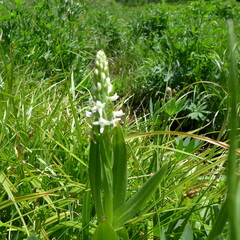 Platanthera dilatata leucostachys
