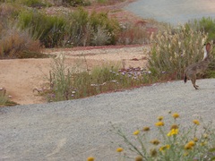 Lepus californicus bennettii