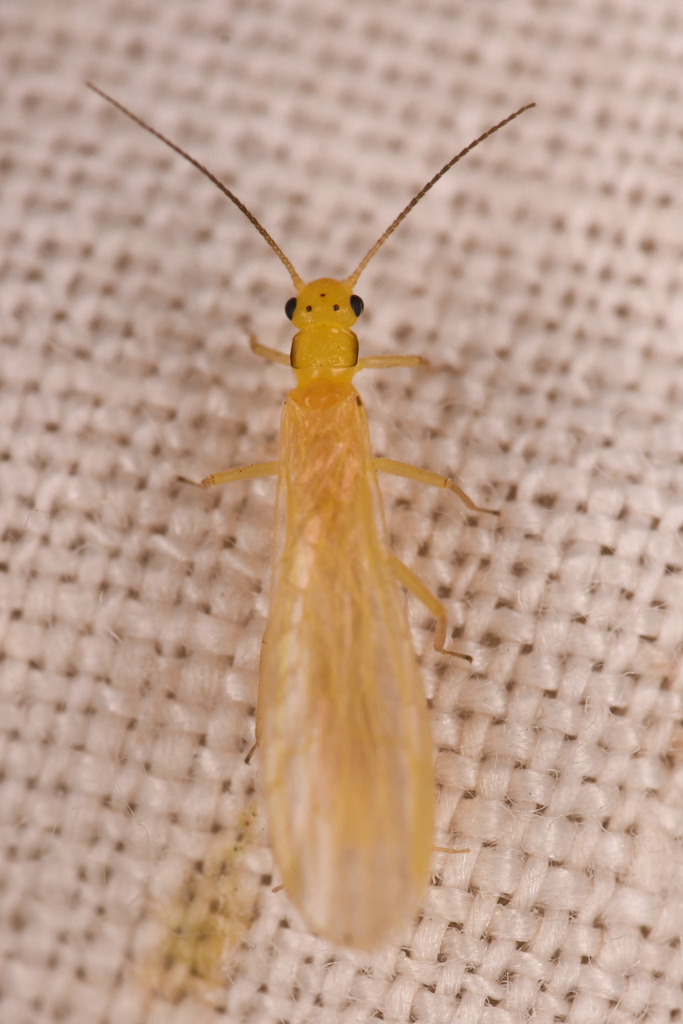 Yellow Sallfly