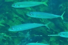 Scomber australasicus