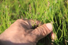 Eleocharis compressa