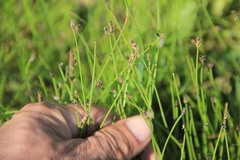 Eleocharis compressa