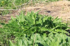 Silphium perfoliatum