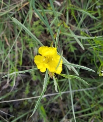 Oenothera serrulata