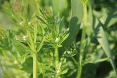 Galium aparine