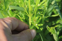 Galium aparine