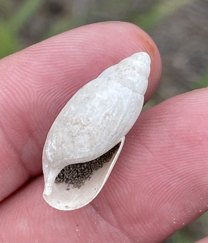 Euglandina texasiana, 2024-05-30