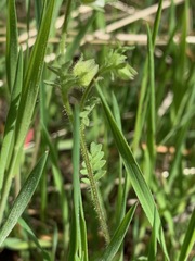 Polemonium micranthum