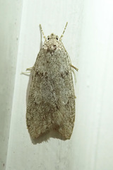 Semioscopis inornata