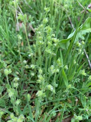 Polemonium micranthum