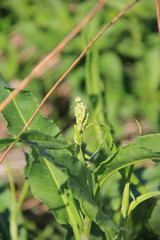 Rumex crispus