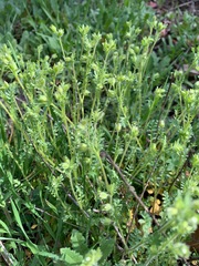 Polemonium micranthum