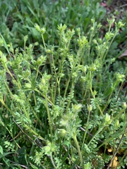 Polemonium micranthum