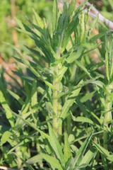 Symphyotrichum novae-angliae