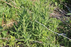 Symphyotrichum novae-angliae