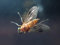 Chrysopilus nubecula