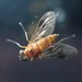 Tree Snipefly - Photo (c) David Renoult, some rights reserved (CC BY-NC), uploaded by David Renoult